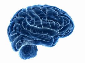 Image result for Human Brain Drawing PNG