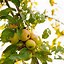 Image result for Plant Fruit Trees