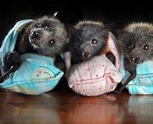 Image result for Cute Baby Bat Pics