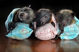 Image result for Little Brown Bat Babies