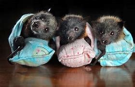 Image result for Fluffy Baby Bat