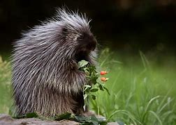 Image result for People with Porcupine Quills