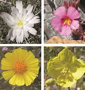 Image result for Mojave Desert Wildflowers