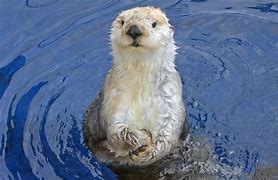 Image result for Sea Otter Endangered