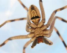 Image result for Top 10 Scariest Spiders