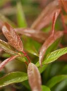 Image result for Leucothoe axillaris Red Lips