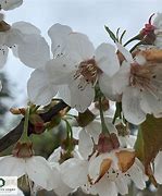 Image result for Prunus avium Buttners Späte Rote Knorpelkirsche