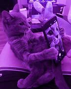 Image result for Purple Cat Funny