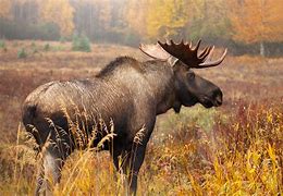 Image result for Canadian Moose Football
