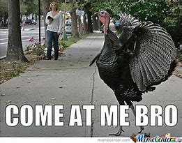 Image result for Scared Turkey Meme