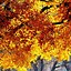 Image result for Fall Wallpaper iPhone 12