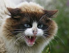 Image result for Angry Cat