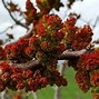 Image result for Pistachio Nut Tree