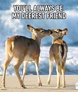 Image result for Funny Best Friend Animals
