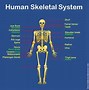 Image result for Parts of the Body Well Labelled