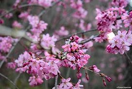 Image result for Plum Blossom Fruit