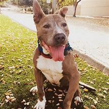 Image result for Pit Bull Mixed