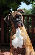 Image result for Dogs with Smushed Faces