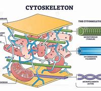 Image result for cytoszkielet