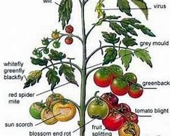 Image result for Common Tomato Plant Diseases