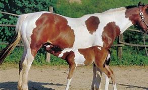 Image result for Red and White Paint Horse