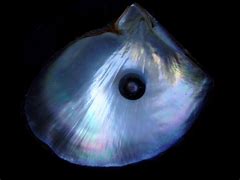 Image result for Black Pearl Shell