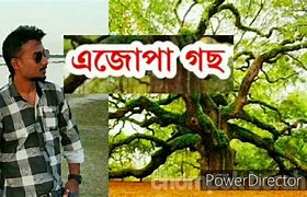 Image result for ajupa