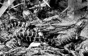 Image result for Alligators Eat Babies in an a Shape