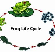 Image result for The Frog Life Cycle