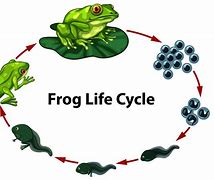 Image result for Frog Stages