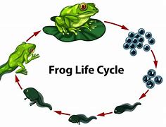 Image result for Frog Science Life Cycle