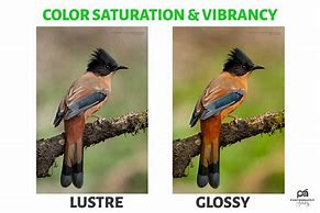 Image result for Glossy or Lustre Prints