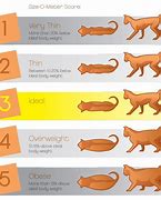 Image result for Cat Size 1Mb