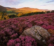 Image result for Heather Grass