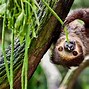 Image result for Sloth Life