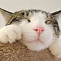 Image result for High Resolution Funny Wallpaper Cat