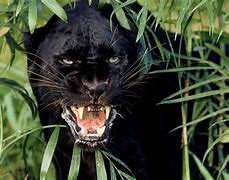 Image result for Maul Animal