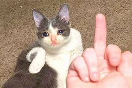 Image result for Middle Finger Cat Claw