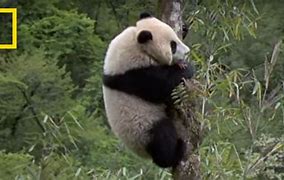 Image result for Giant Panda National Geographic