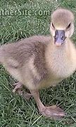 Image result for Dewlap Toulouse Geese Babies