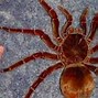 Image result for Goliath Spider Compared to a Finger
