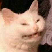 Image result for Cat Disgusted Face Meme