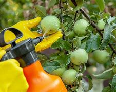 Image result for Spraying Apple Trees with Paraffin