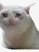 Image result for Sad Crying Cat Meme