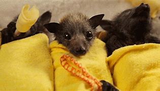 Image result for Margaret Bat