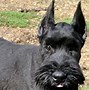 Image result for Great Schnauzer