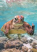 红海龟 的图像结果
