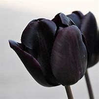 Tulipa Nightmare എന്നതിനുള്ള ഇമേജ് ഫലം