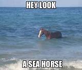 Image result for Horse On Beach Meme