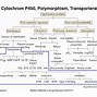 Image result for cytochrom_p 450